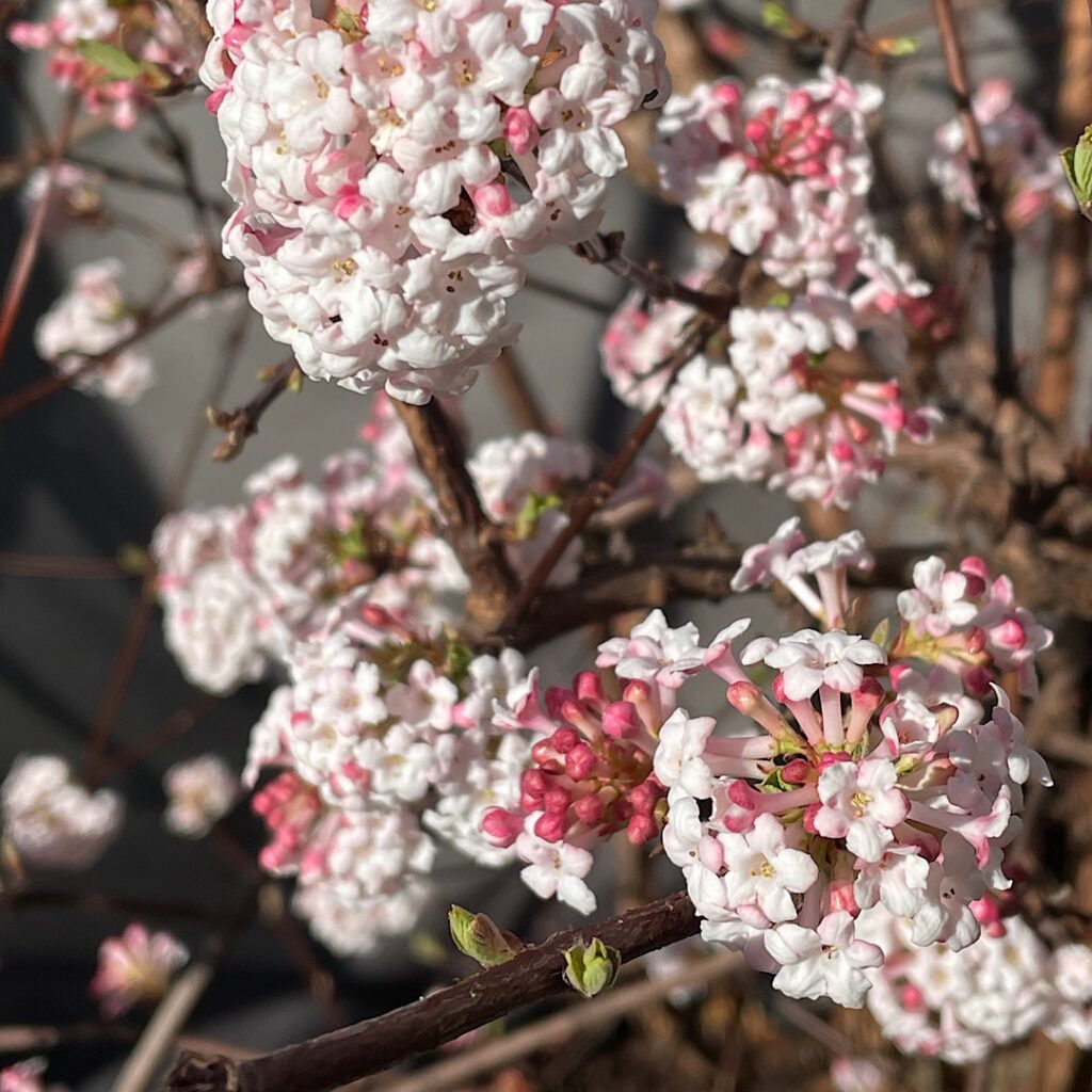 immergrüner Schneeball blüht im Garten und macht weiße Knospen